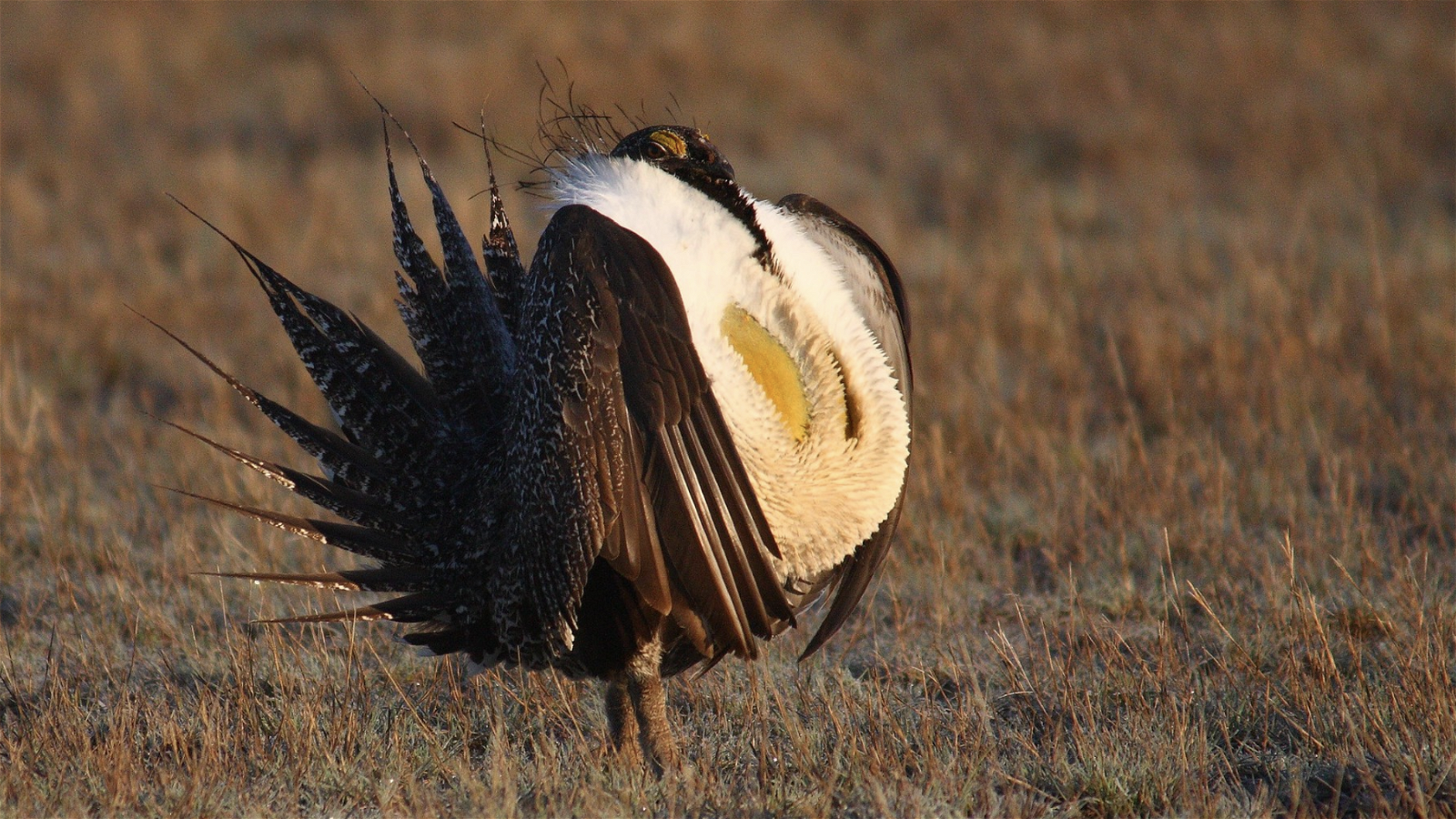 Three ways US Congress could act to protect imperiled wildlife