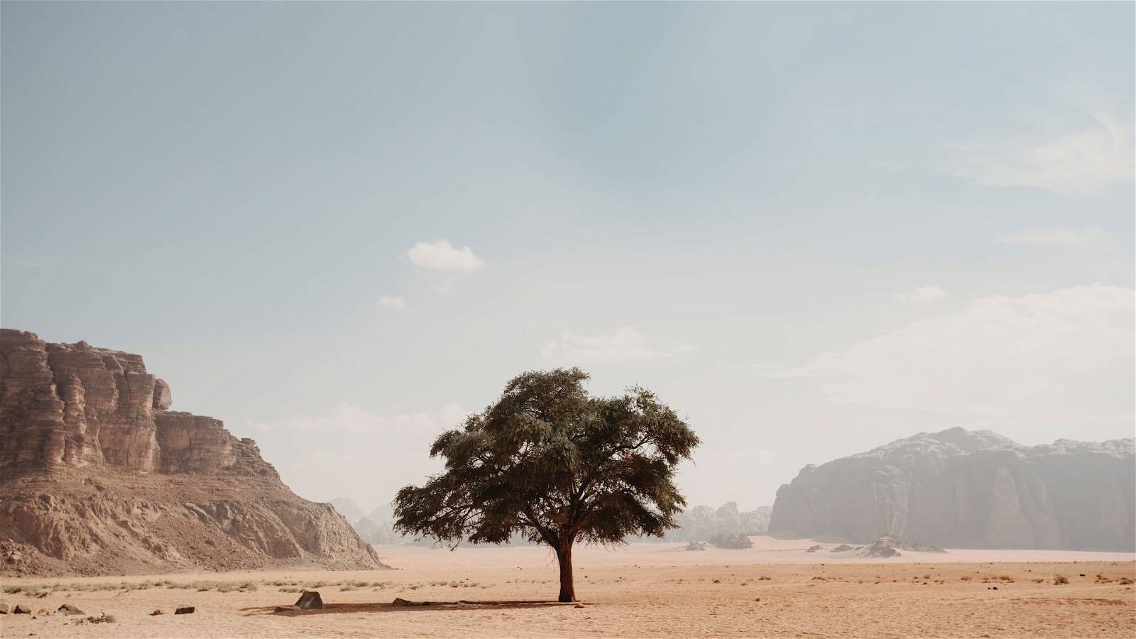 COP27: Green hope growing in the desert 