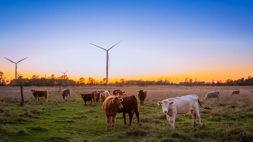 Reducing emissions in the agricultural sector: options for Australia and beyond