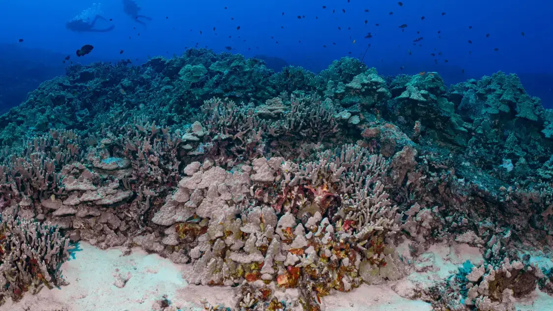 The weird way that human waste is killing corals