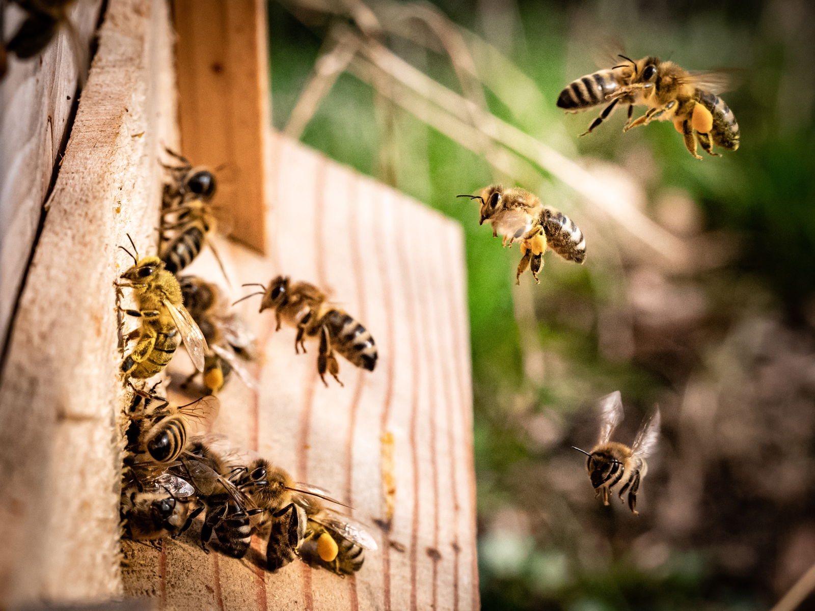 Are honey bees endangered? Discover the essential facts you must know