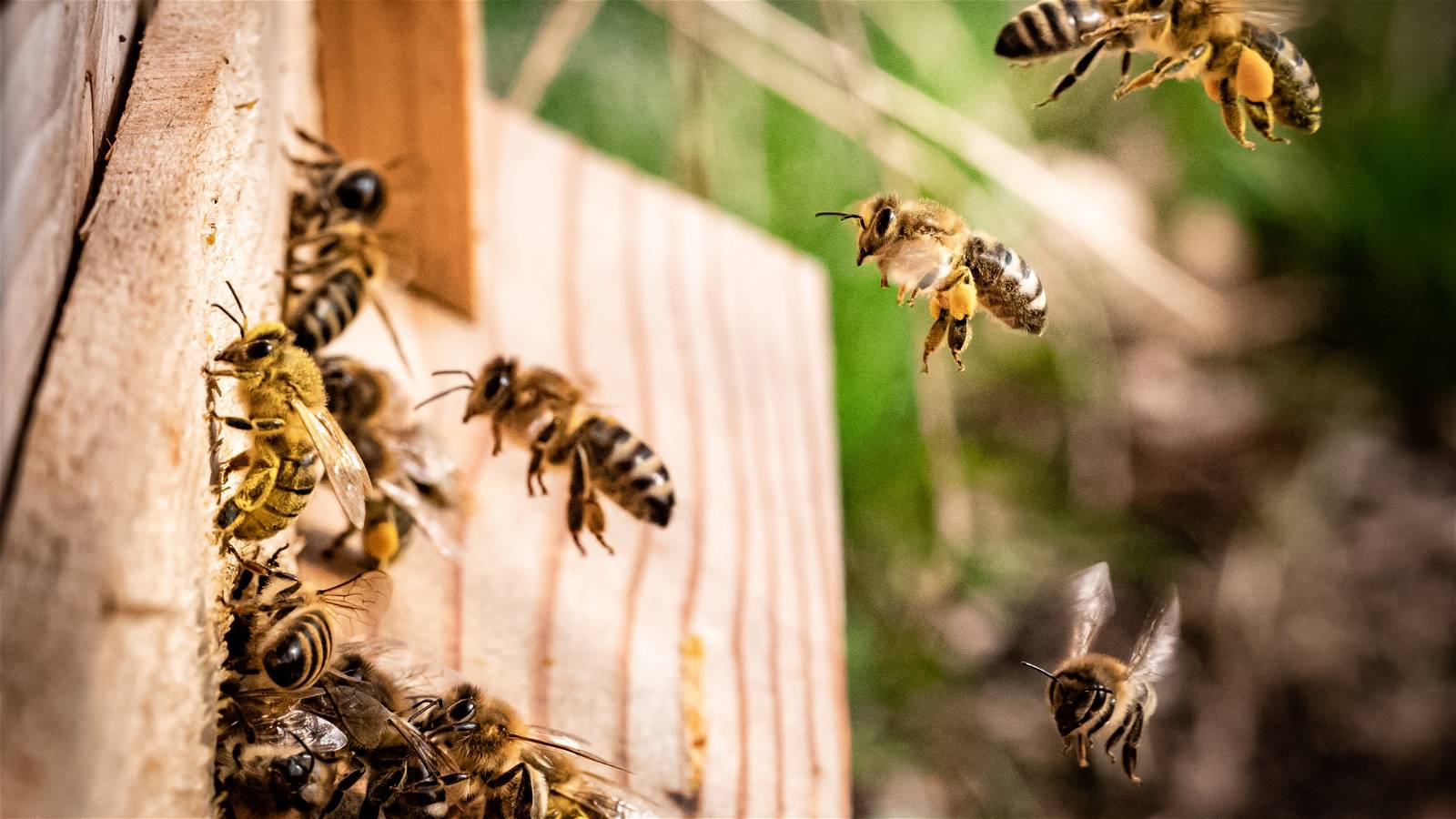 Are honey bees endangered? Discover the essential facts you must know about their perilous status