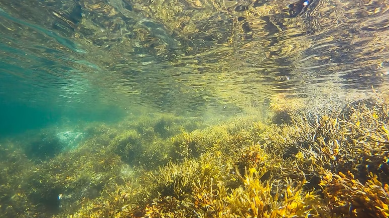 Can kelp help? The potential role of “ocean afforestation”