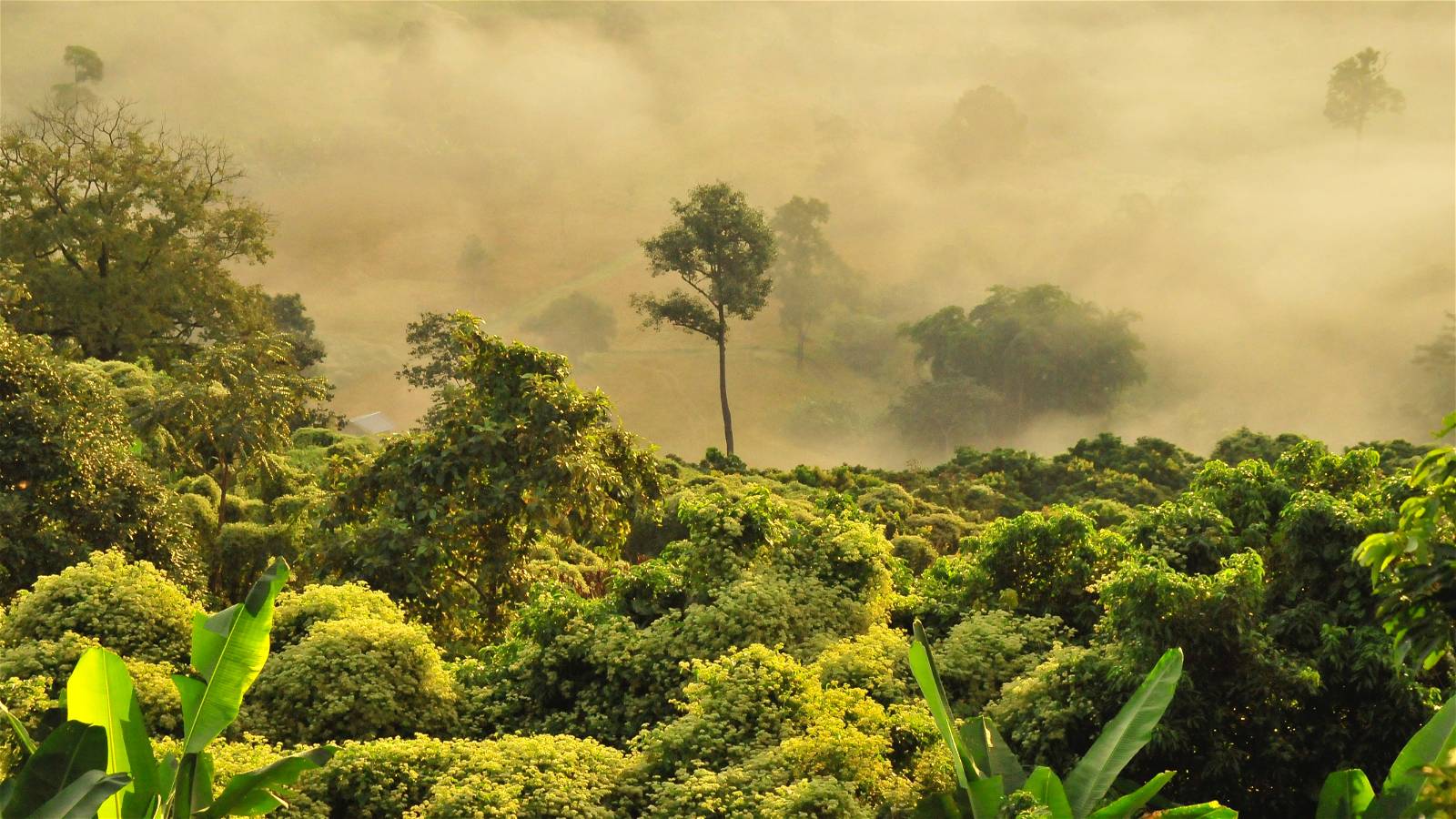 Rainforest carbon credit schemes misleading and ineffective, finds report