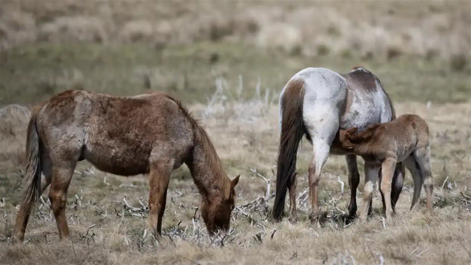 Environmentalists welcome plan to allow aerial shooting of feral horses in Kosciuszko national park