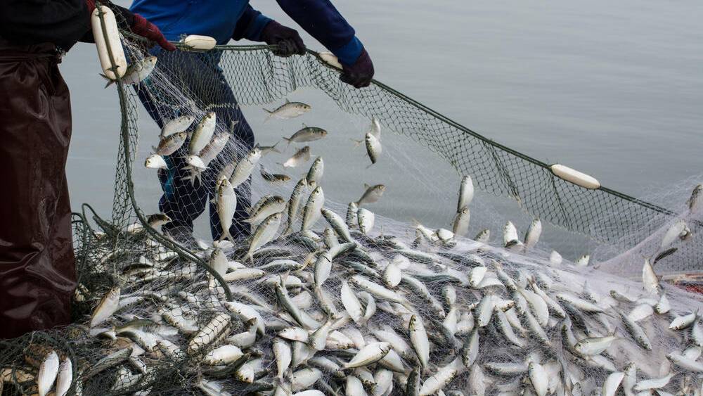 Six eye-opening overfishing facts you need to know