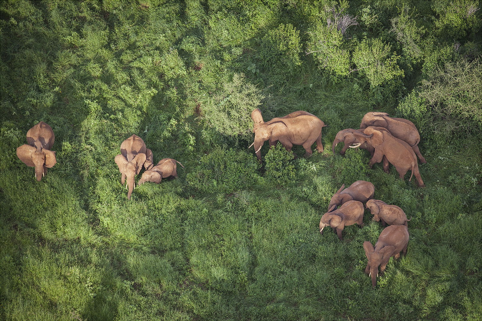 Elephants can help achieve biodiversity and climate targets