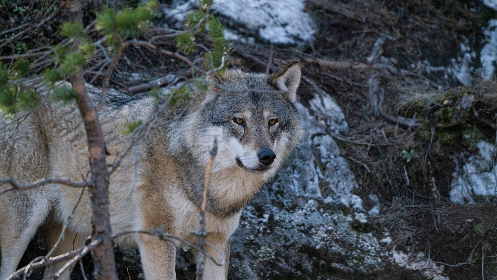 Wolves Under Threat in Europe