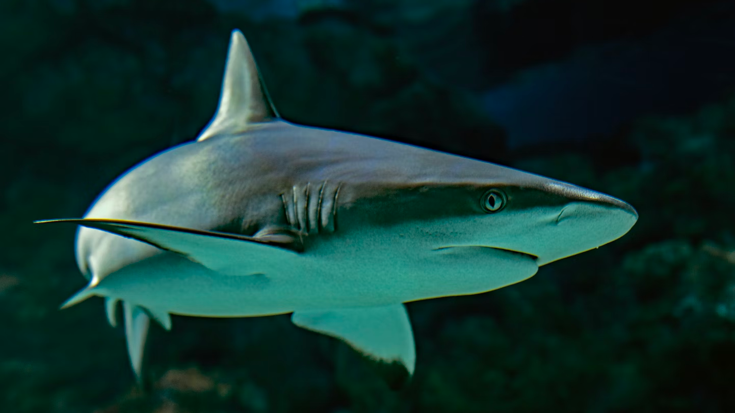 CITES Growing Role in International Shark Conservation