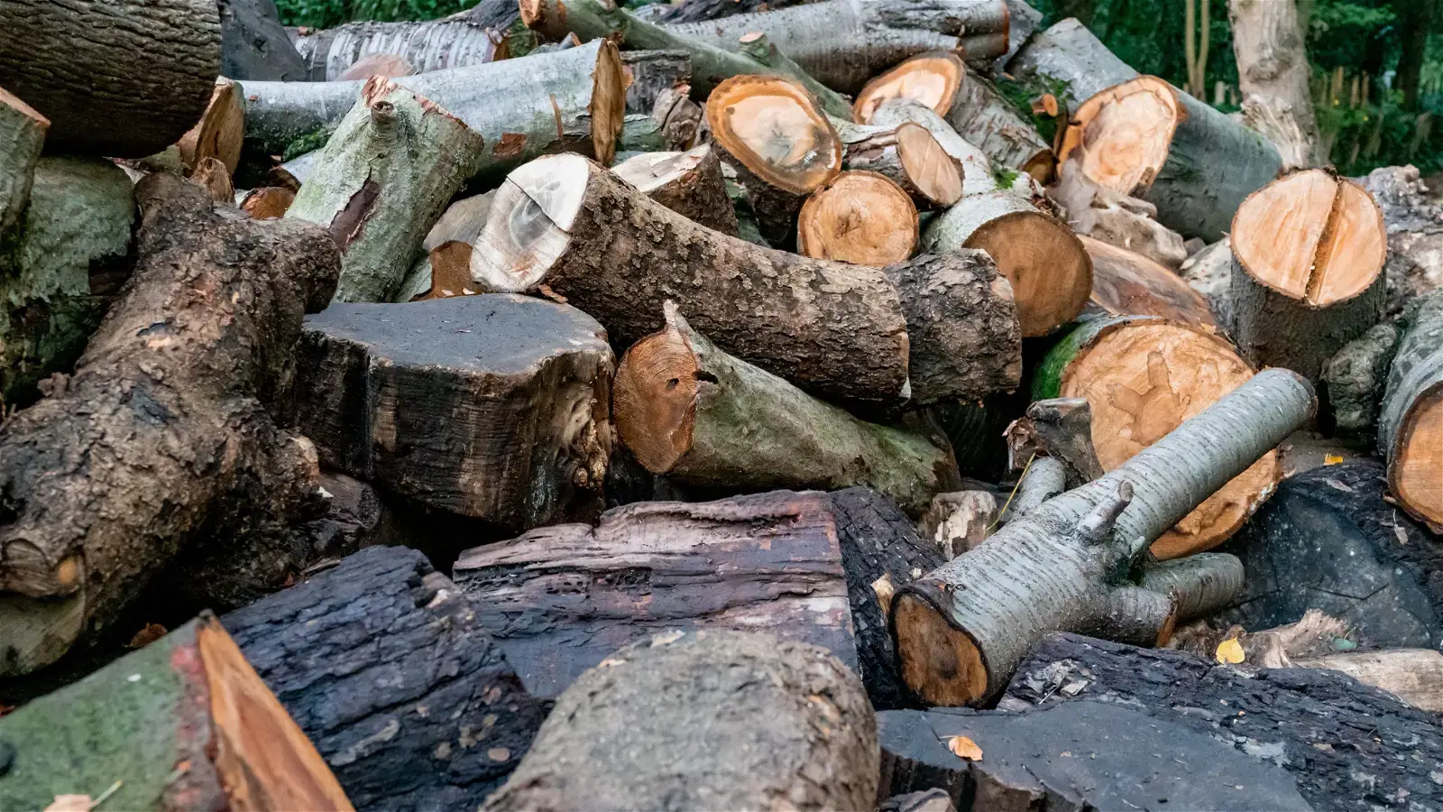 Wood isn’t the climate-friendly material you think it is