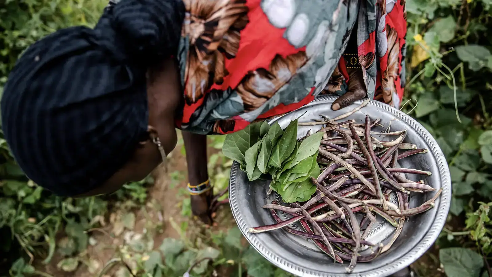 Hunger and hope: Africans tell of desperation and innovation as climate summit meets