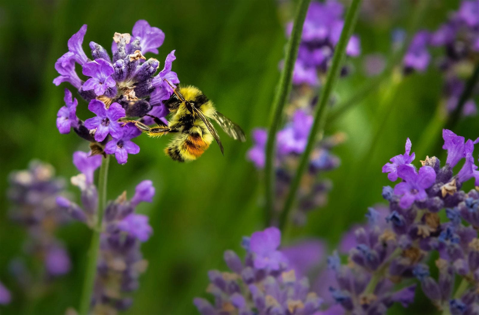 Bees pollinisation 