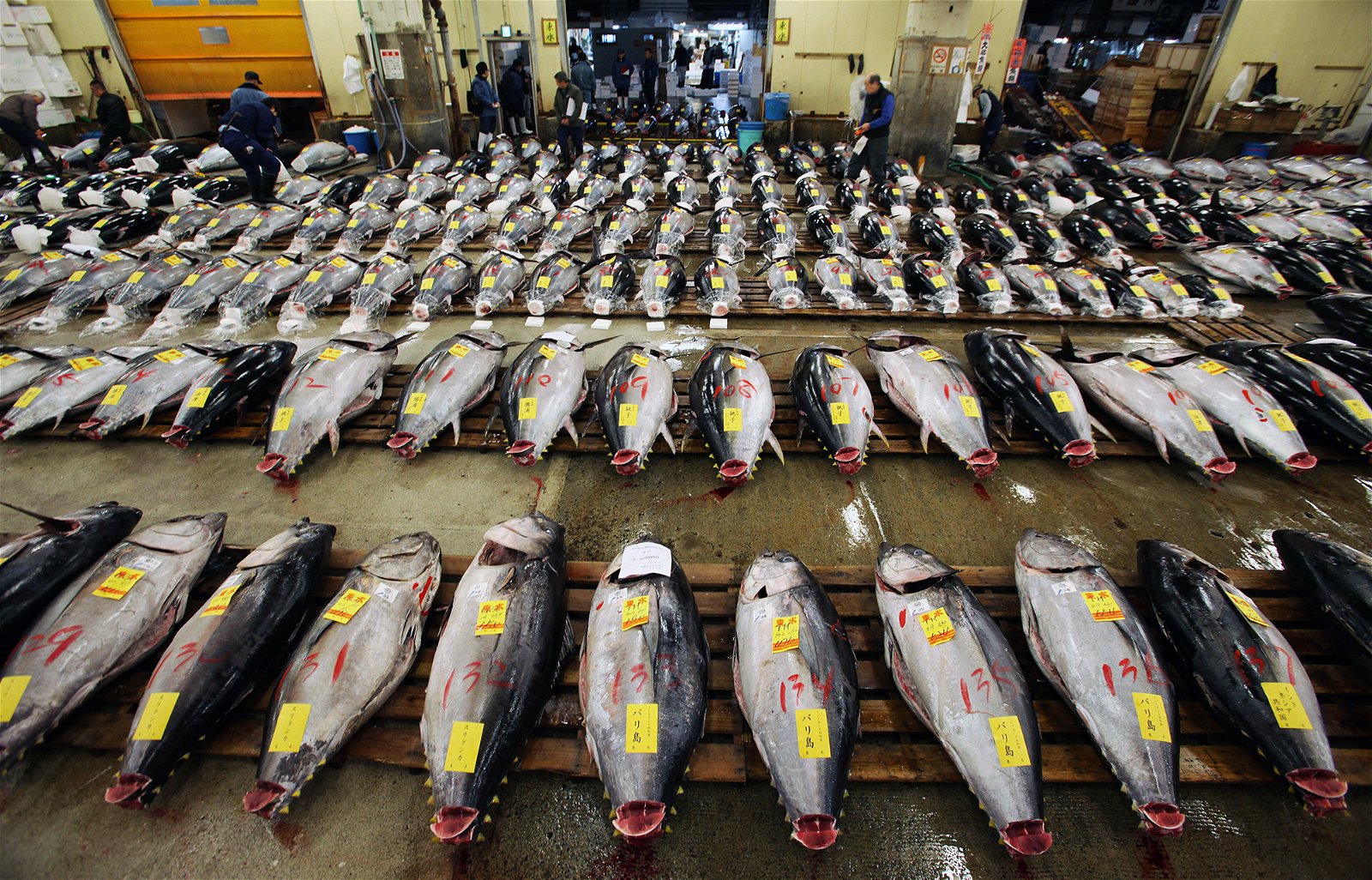 Bluefin tuna overfishing