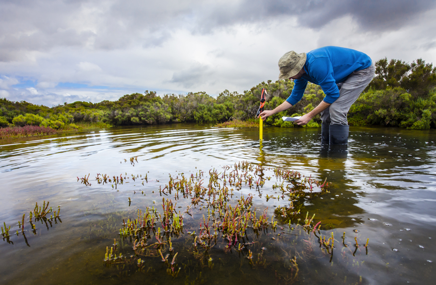 A scientist measures water depth to install water level data loggers in a coastal wetland to understand the inundation period and impact on ecosystem services