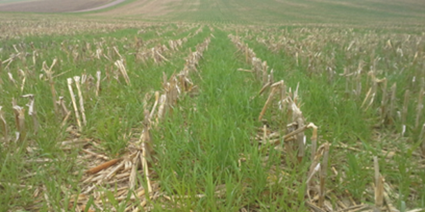 cover crop matched with PPFMs bacterias