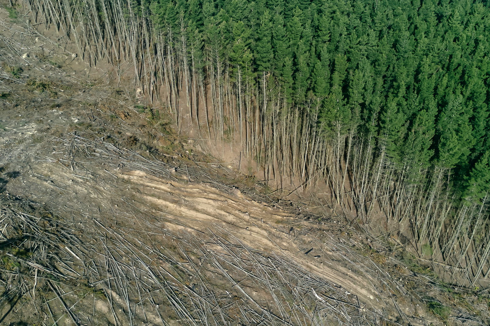 illustration of the impact of deforestation