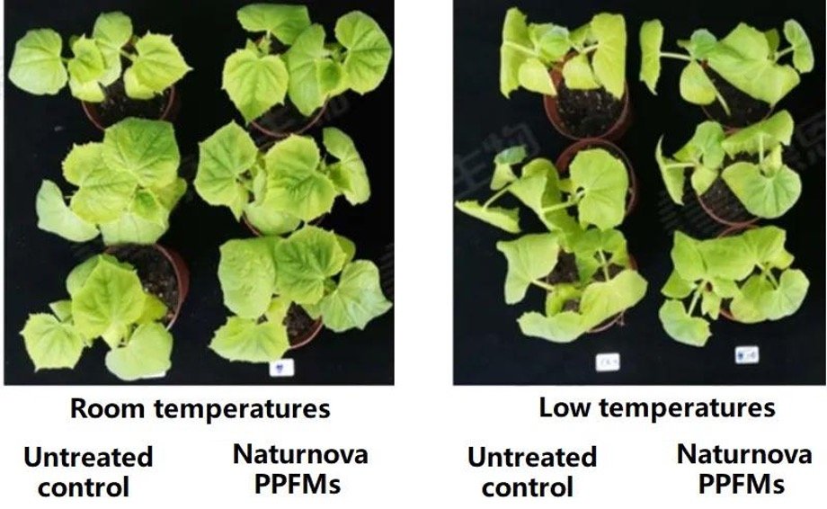NaturnovaTM trial against low temperatures