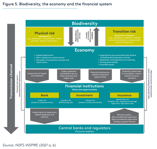 Figure: Biodiversity, the economy and the financial system. 
Source(https://www.ngfs.net/sites/default/files/medias/documents/central_banking_and_supervision_in_the_biosphere.pdf)