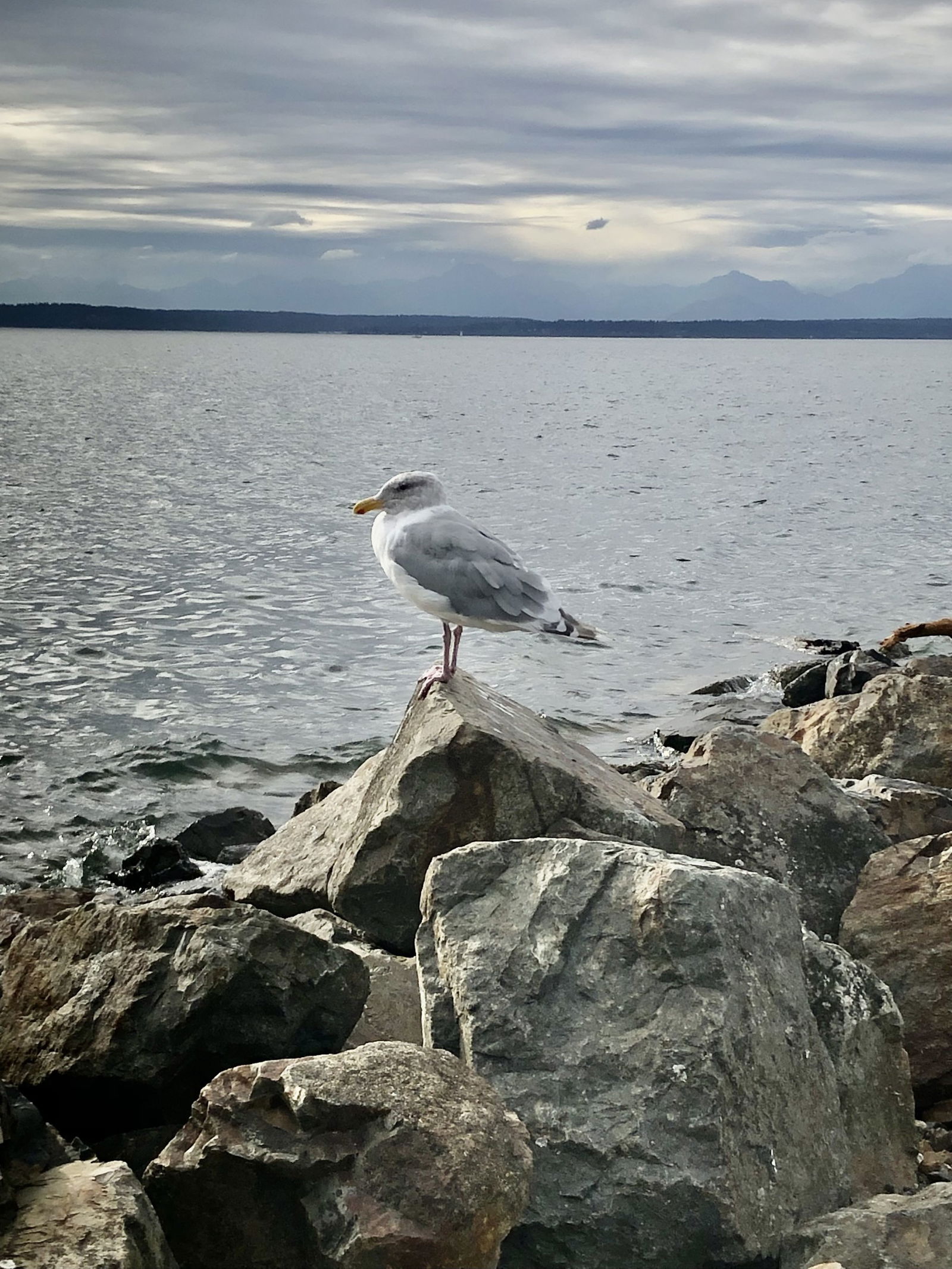 Yogic Gull 1