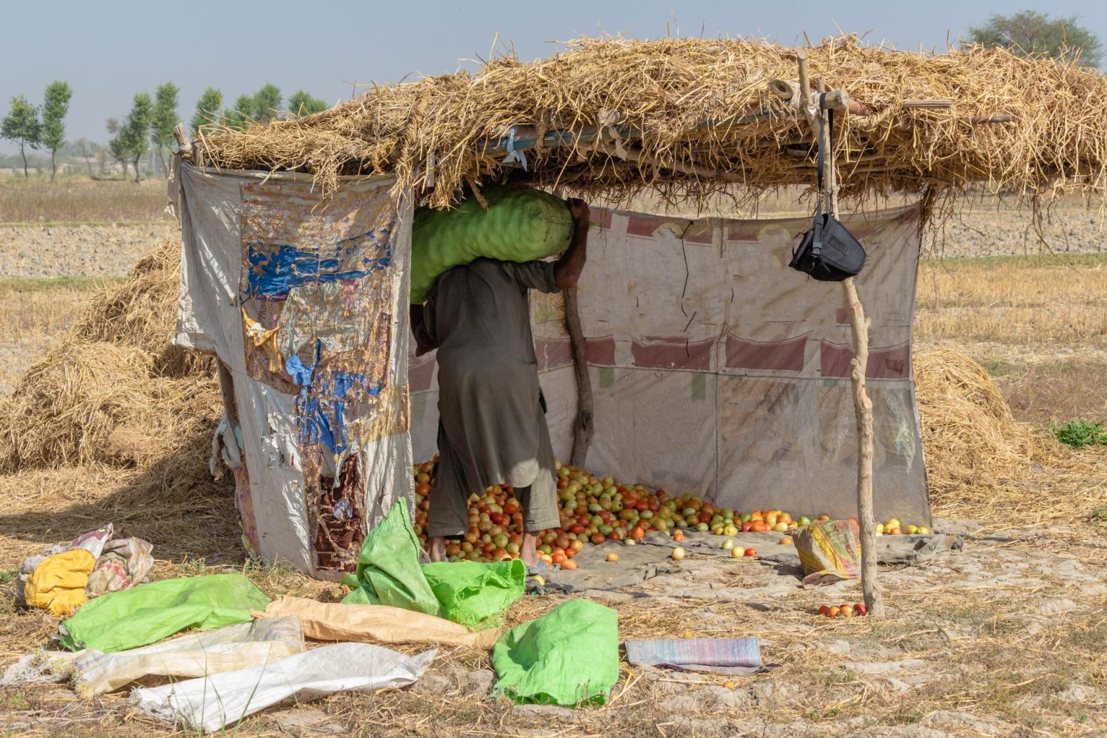 Tomato Storage Pakistan