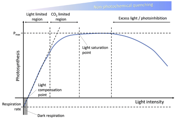 Figure 3:  Plateau of photosynthesis of light absorbed by plants (Source: Light response curves for photosynthesis, Microbial Cell Factories, November 2018).