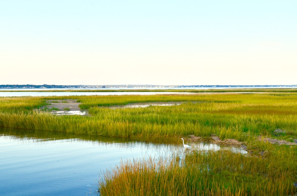 Figure 6: Tidal marsh Source: Maria T Hoffman on Shutterstock