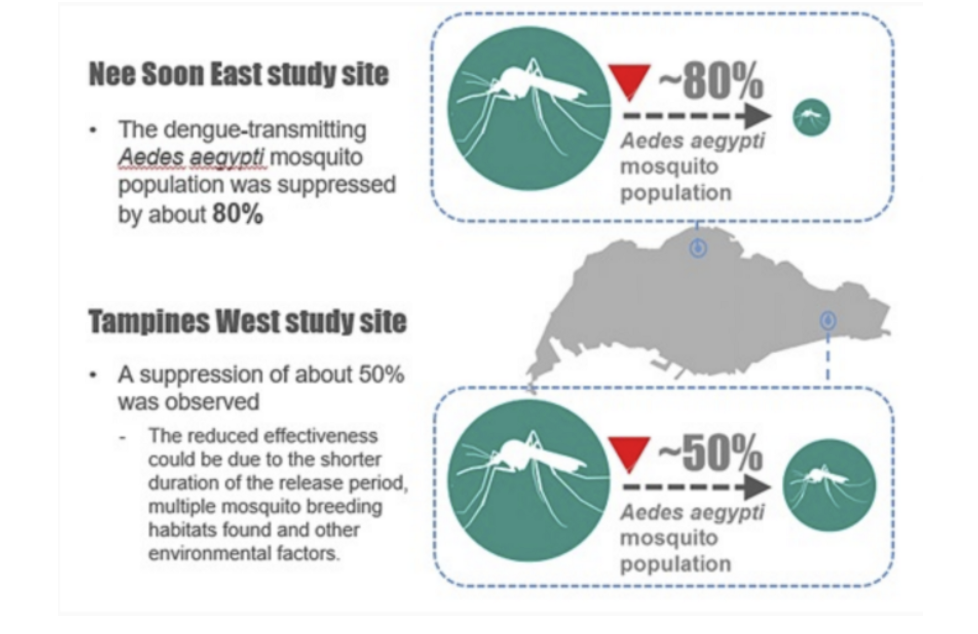 Figure 4: Showing the efficiency of Project Wolbachia in decreasing the Aedes aegypti population. (Source, https://www.nea.gov.sg/media/news/news/index/project-wolbachia---singapore-progresses-to-phase-3-field-study-at-two-extended-sites-in-february-2019)