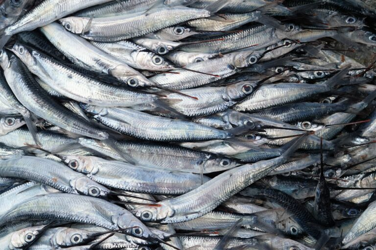 Figure 1: Asia’s huge appetite for fish is under threat of a supply crisis due to over-fishing and climate change. Source: Unsplash.