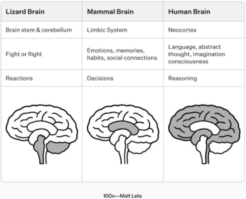 Brain Image