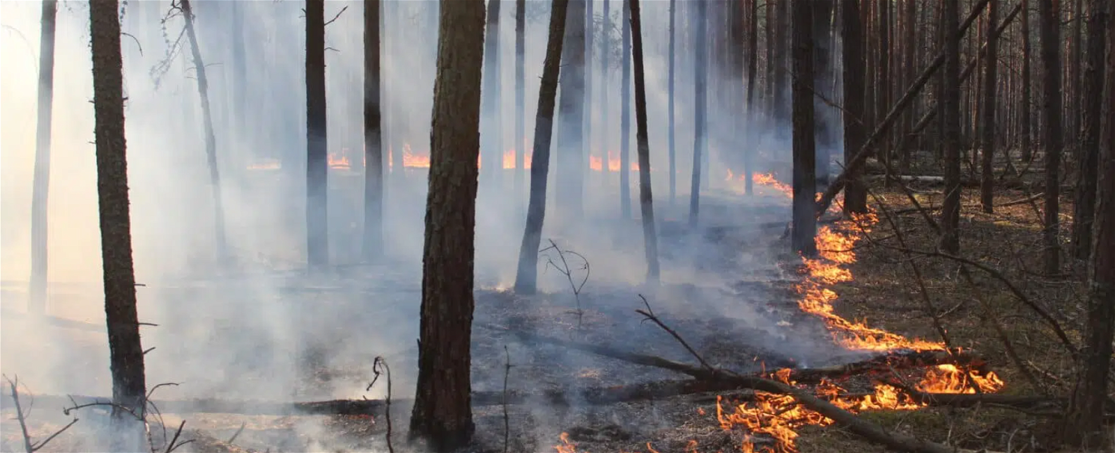 Destroyed Forest in Ukraine