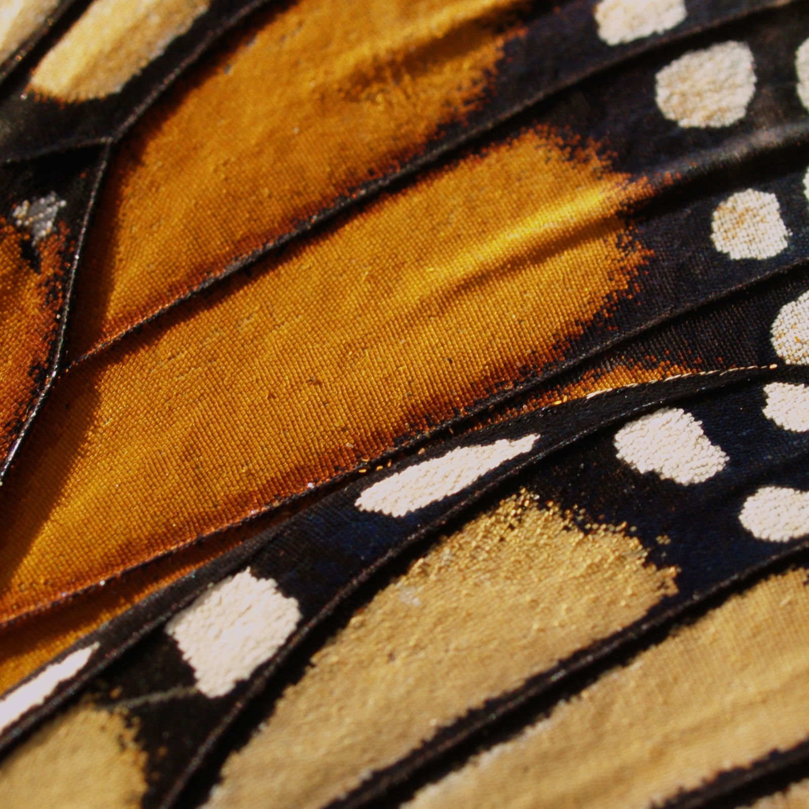 butterfly wing