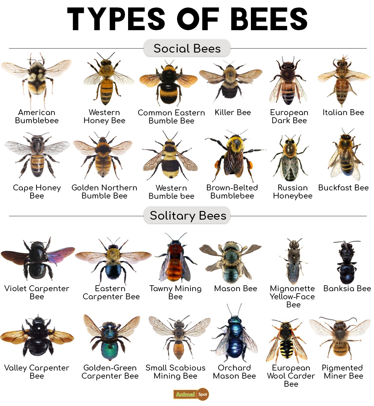 Bees species