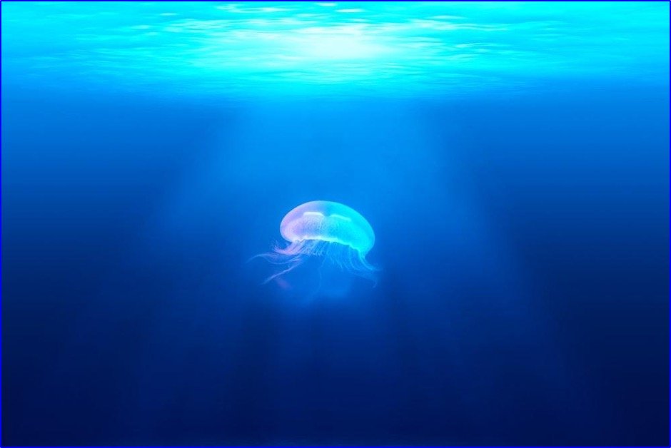 Photo of jellyfish underwater